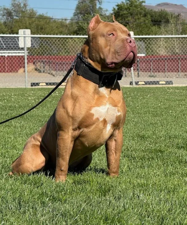 Adult Pocket or XL American Bully, health-tested and well-socialized