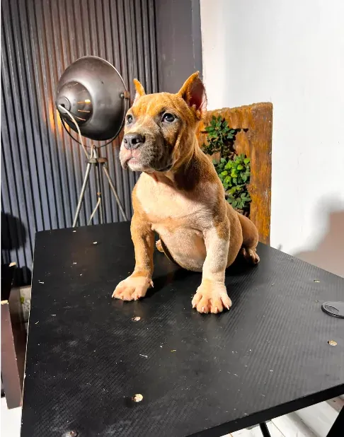 Luna the Pocket American Bully puppy available at Pocket XL Bullies