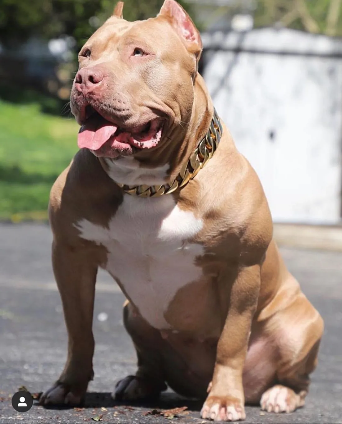 Pocket and XL American Bully puppy showing the breed's signature blocky head and muscular build